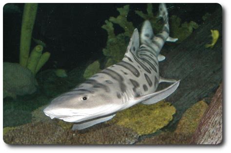 The 10 Least Dangerous Sharks