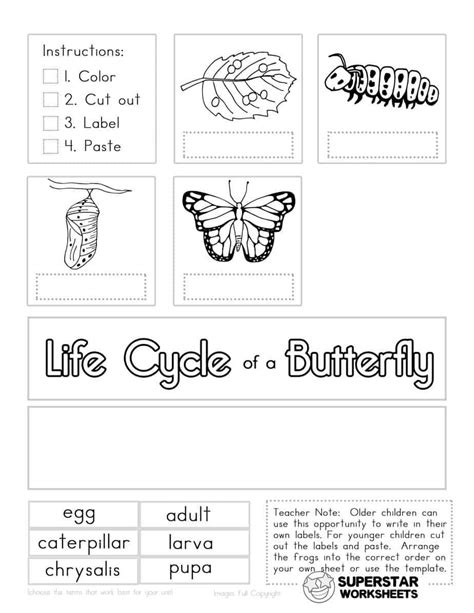 Butterfly Life Cycle Worksheets Are The Perfect Solution To Teach Life