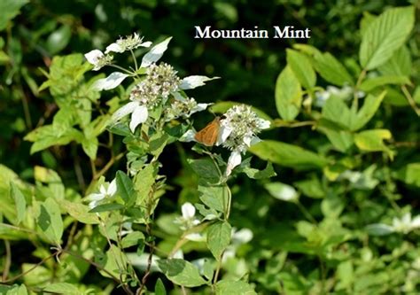 Mountain Mint Is A Butterfly Favorite Backyardwildlifeconnection