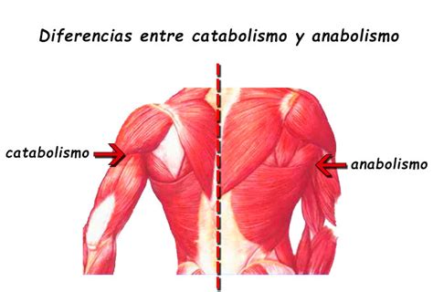 Diferencias Entre Catabolismo Y Anabolismo