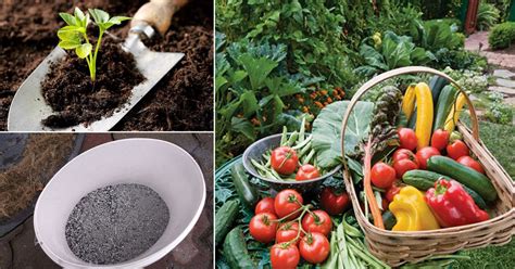 8 best homemade garden fertilizers. 10 Organic Fertilizer for Vegetable Seedlings • India ...