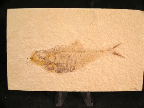Two Diplomystus Dentatus Fossil Fish For Sale Fossil Shack
