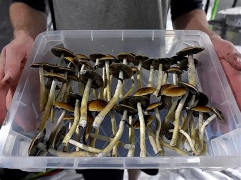 How To Grow Magic Mushrooms Harvesting Magic Mushrooms