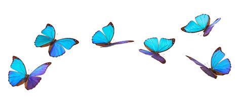 Blue Flying Butterflies Stock Photo Download Image Now Istock