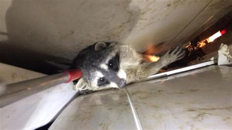 County Animal Services Rescue Trapped Raccoon Nbc Los Angeles