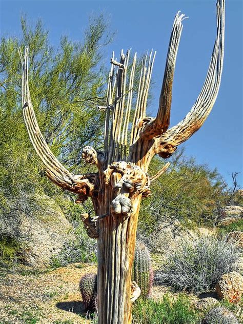 Fishbone cactus boasts many colorful names, all referring to the hand sculpted snake no molds used in this design. 20 Dead saguaro cactus skeleton | Flickr - Photo Sharing!