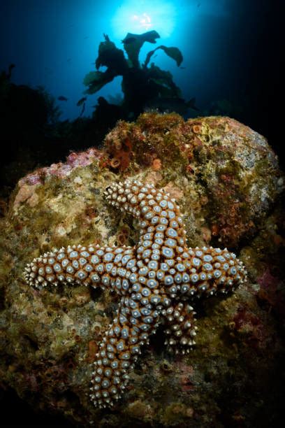 Giant Sea Star Photos Stock Photos Pictures And Royalty Free Images Istock