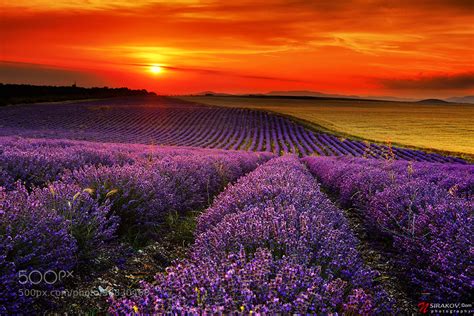 Lavender Fields By Nikolay Sirakov 500px