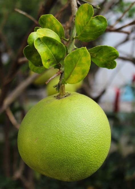 Pomelo, grapefruit - how to care, prune and water grapefruit tree