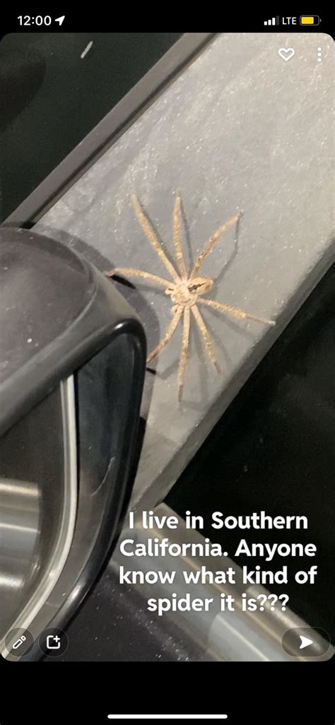 I Need Help Identifying This Spider Spiders