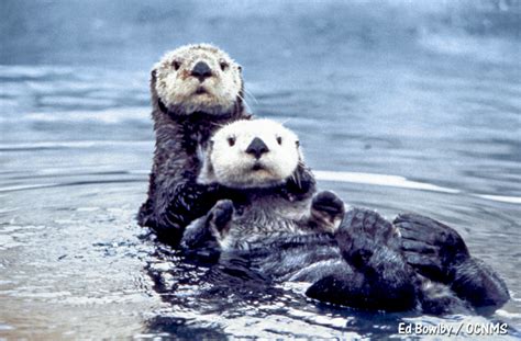 Encyclopedia Of Animal Facts And Pictures Otter