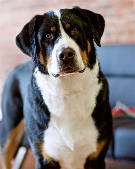 Greater Swiss Mountain Dog | Greater swiss mountain dog, Bermese mountain dog, Swiss mountain dogs