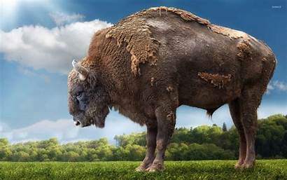 Bison Giant Wallpapers Wiki Animals Resoution Wide