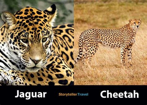 Jaguar Vs Cheetah 8 Key Differences Compared Markings Habitat Etc