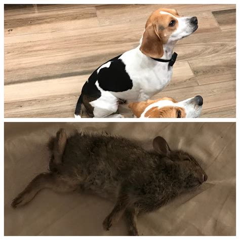 I don't know why someone would ddos a esea open match, cuz really wtf, but i just don't have another explanation. Beagle Huntress Maggie - I've seen her chase rabbits in ...