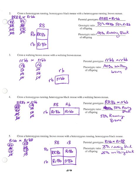 Some of the worksheets displayed are punnett square answer key, century middle ib middle years programme school, dihybrid punnett square practice, more punnett square practice 11, understanding genetics punnett squares, genetics work, blood type punnett square problems. Mrs. Stein's 7th Period STS Biology: Whose Scribin' Friday???