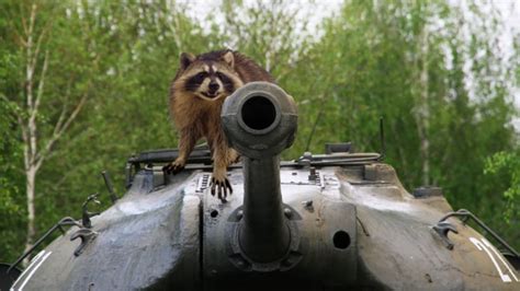 Know Your Enemy The Definitive Guide To The War On Raccoons Cbc Comedy