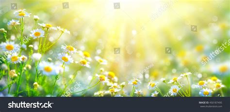 Chamomile Flowers Field Wide Background In Sun Light Summer Daisies