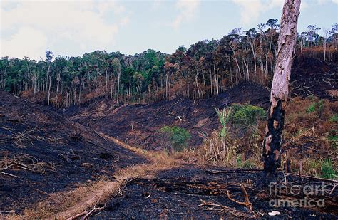 Deforestation In Madagascar Photograph By Nick Garbutt Fine Art America