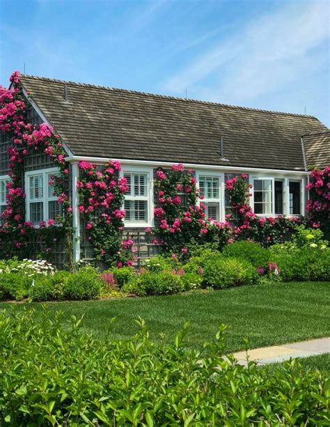 Nantucket Rose Covered Cottages In Sconset 9 Shorelines Illustrated