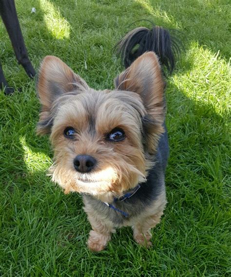 A Sunny Smile Yorkie Yorkshire Terrier Animals