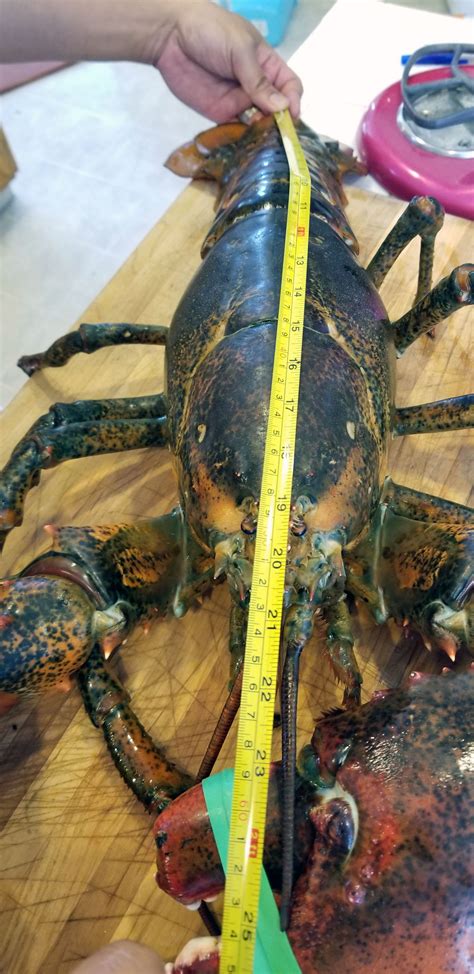 15 Pound Lobster • Edel Alon