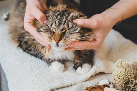 6 Benefits Of Massaging Your Cat Tulsa News Source