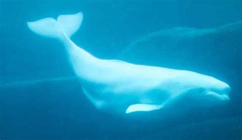 8 Interesting Stories And Facts About Belugas