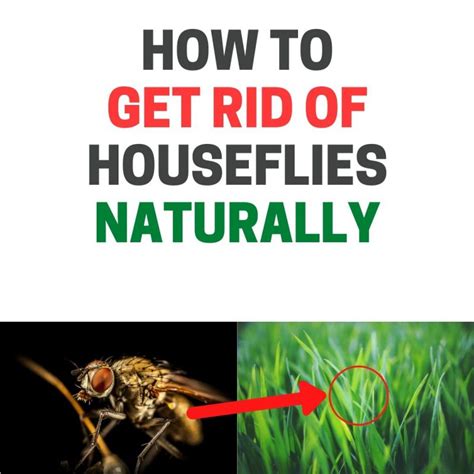How To Get Rid Of Houseflies Naturally Diy Home Remedies Bugwiz