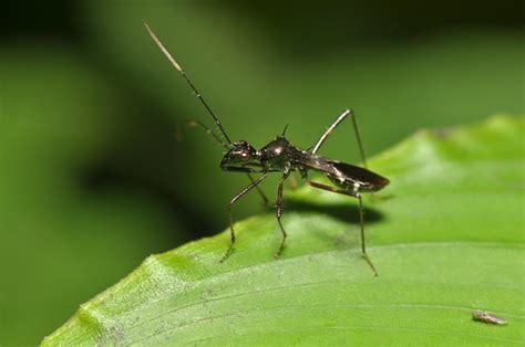 Ant Mimic Bug Trachelium Sp Alydidae Pavel Kirillov Flickr