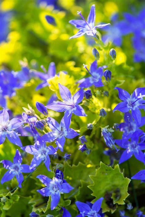 18 Of The Most Stunning Blue Flowers Youll Love Growing In Your Garden