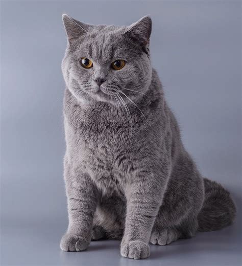 British shorthair price in india. British Blue Cat - A Complete Guide to the British ...