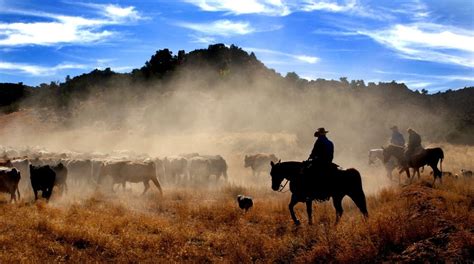 Cowboys Driving Cattle Moab Utah Usa Poster Print By Panoramic Images