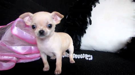 Tiny Micro Teacup Chihuahua For Sale At Puppy Elite Teacups Youtube