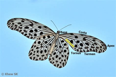 Butterflies Of Singapore Butterfly Anatomy