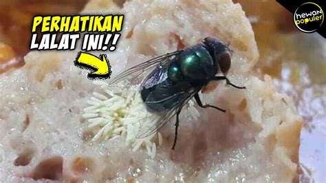 Makanan Lalat