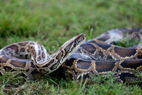 Enormous 18 Foot Burmese Python Captured In Florida Second Largest