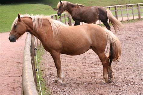 Palomino | type of horse | Britannica