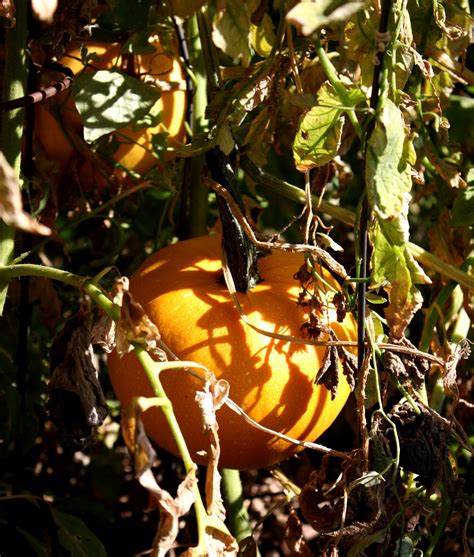 Pumpkins Amongst Foliage Picture Free Photograph Photos Public Domain