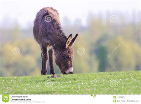 Donkey Graze On The Floral Spring Meadow Stock Image Image Of
