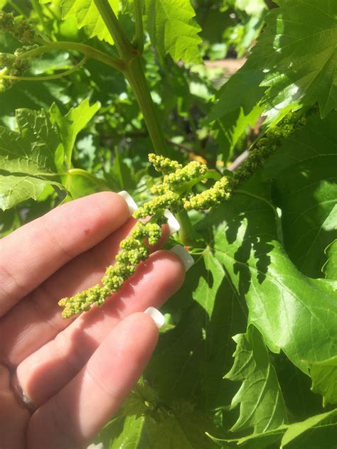 Find images of grape leaf. Grape Vines 🍇 | Plant leaves, Grape vines, Edible landscaping