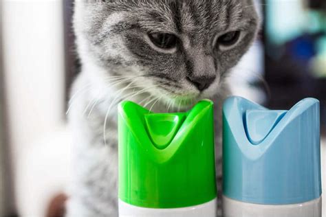 Signs Of Poisoning In Cats Causes Symptoms And Treatment