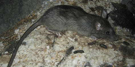 One way is much, much better than the other. How to Get Rid of Rats - The 5 Steps