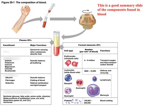 Composition Of Blood Diagram Quizlet