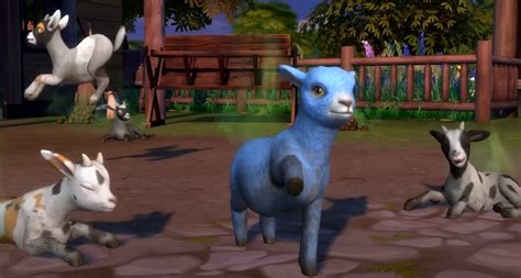 The Sims 4 Horse Ranch What Do Mini Sheep And Goats Do