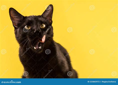 A Beautiful Black Cat Is Licking His Lips Appetitively Stock Photo