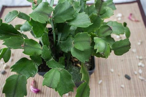 But they can spread up to a few weeks after that. How to Transplant a Christmas Cactus | Christmas cactus ...