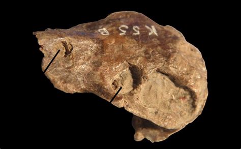 A Skull With History Fossil Sheds Light On The Origin Of The Neocortex Fossil Shed