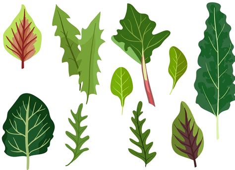 Leafy Greens Vectors 175366 Vector Art At Vecteezy