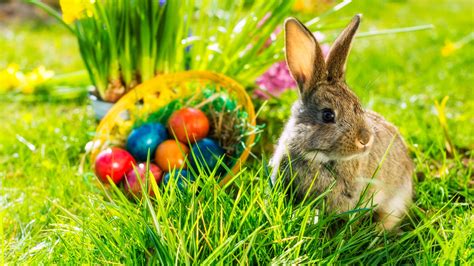 Check out our easter bunny selection for the very best in unique or custom, handmade pieces from our bunny rabbits shops. 10 Things You May Not Know About the Easter Bunny | Mental ...